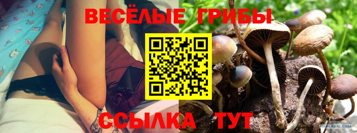 Псилоцибиновые грибы прущие грибы Кириши